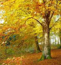 秋天森林明亮的阳光高树金棕色（的）橙色黄色的叶子公园浓密的林地景观宁静和平农村场景一天