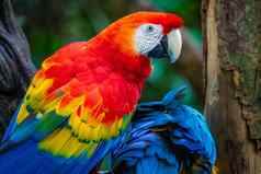 色彩斑斓的金刚鹦鹉鹦鹉回来视图翅膀细节