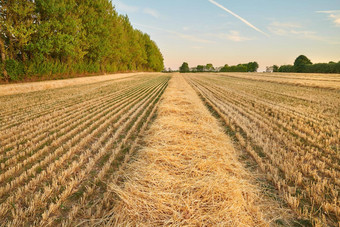 特写镜头场成熟的小麦准备好了收获天空背景Copyspace风景优美的农场<strong>土地日</strong>落复制空间很多增长玉米田黑麦大麦农村土地