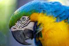 黄色的蓝色的金刚鹦鹉鹦鹉潘塔纳尔巴西