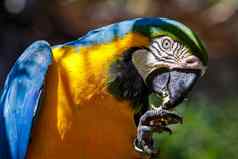色彩斑斓的金刚鹦鹉鹦鹉吃相机