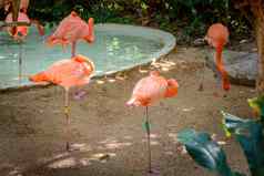 粉红色的火烈鸟动物园站人工池塘