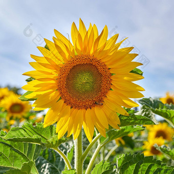 庞大的俄罗斯向日葵日益增长的场植物花园明亮的一天特写镜头向日葵年金充满活力的黄色的花瓣盛开的春天美丽的植物开花草地