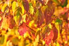 特写镜头色彩斑斓的秋天的叶子日益增长的树分支机构季节复制空间绿色黄色的棕色（的）野生植物日益增长的茎自然森林公园花园秋天