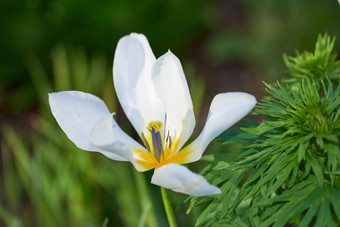 铁线莲armandii花日益增长的场植物花园明亮的一天特写镜头美丽的雪堆常绿植物花朵白色花瓣盛开的春天草地
