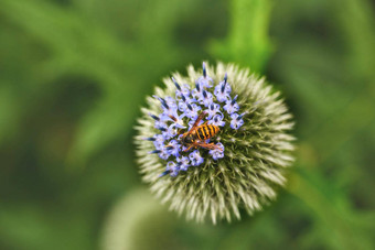 特写镜头全球蓟植物授粉蜜蜂花园绿色植物自然夏天绿色植物学日益增长的绿色场春天野花开花草地