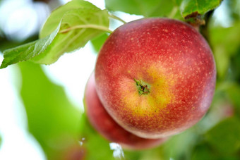 特写镜头红色的苹果日益增长的苹果树分支可持续发展的果园农场远程农村散景背景农业新鲜的健康的零食水果出口营养维生素