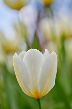 白色郁金香花日益增长的花园模糊自然背景特写镜头开花植物开始开花场森林植物区系盛开的发芽草地春天