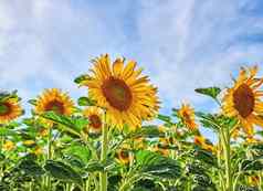 庞大的俄罗斯向日葵日益增长的场花园多云的蓝色的天空背景特写镜头美丽的高向日葵年金充满活力的黄色的花瓣盛开的开花春天