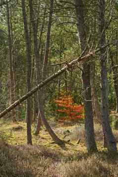 森林砍伐冷杉雪松松树分支机构安静的森林德国干秋天树远程松柏科的草地环境自然保护培养树脂森林