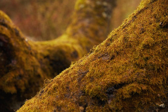 树黄色的莫斯日益增长的树干远程环境自然秋天宏细节变形藻类传播覆盖木树干远程自然环境景观