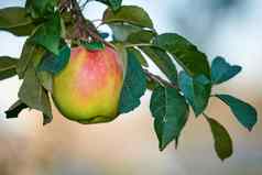 单绿色苹果日益增长的挂树分支可持续发展的农场在户外复制空间成熟的多汁的水果培养收获新鲜的有机生产日益增长的果园