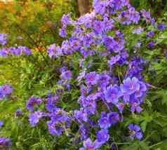 前视图草地天竺葵花繁荣的植物花园紫色的植物日益增长的盛开的郁郁葱葱的绿色场夏天美丽的紫罗兰色的开花植物初露头角的花园