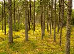 美丽的郁郁葱葱的绿色森林行高松树日益增长的和谐自然复制空间宁静的夏天早....视图安静的Zen丛林舒缓的新鲜的清洁空气