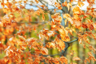 特写镜头视图秋天橙色山毛榉树叶子散景背景远程森林农村挪威森林干纹理树叶宁静隐蔽的草地自然环境