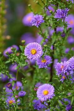 紫色的Aster花日益增长的花园绿色植物自然夏天紫罗兰色的开花植物开始布鲁姆草地春天明亮的植物区系开花农村