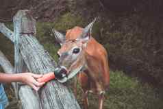 喂养鹿动物园鹿栅栏吃胡萝卜一块美联储孩子的手