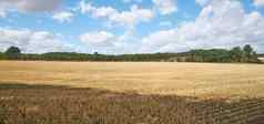 Copyspace小麦日益增长的农村农场收获农村多云的天空背景风景优美的景观成熟黑麦麦片粮食培养场磨碎的面粉