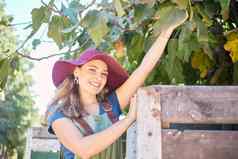 女农民挑选苹果树乡村木箱肖像年轻的快乐的女人水果选择器有机苹果农场享受收获季节