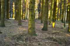 树森林秋天特写镜头很多树树干覆盖绿色莫斯森林阳光明媚的下午自然景观野生林业环境树枝干草
