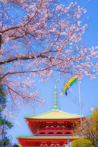 樱花takahatama横滨城市神奈川县