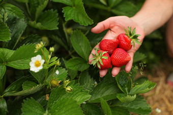女人手持有成熟的<strong>草莓叶子草莓</strong>花背景挑选农场场