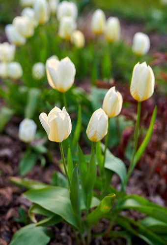 白色<strong>郁金</strong>香花园美丽的白色<strong>郁金</strong>香花园早期春天