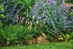 培养花园明亮的充满活力的花日益增长的在户外后院春天一天紫色的薰衣草种植植物草坪上植物绿色布什郁郁葱葱的花园