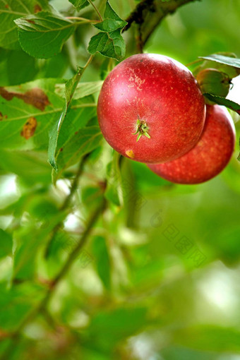 <strong>特写</strong>镜头红色的苹果日益增长的苹果树分支<strong>夏天</strong>Copyspace<strong>水果</strong>挂果园农场树散景复制空间可持续发展的有机农业农村