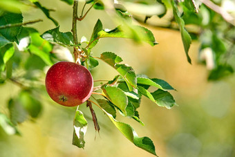 单红色的苹果日益增长的挂树分支可持续发展的农场在户外复制空间成熟的多汁的水果培养收获新<strong>鲜</strong>的有机生产日益增长的<strong>果园</strong>