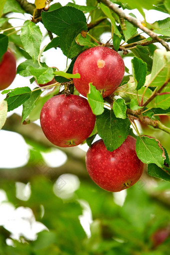<strong>特写</strong>镜头红色的苹果日益增长的树分支<strong>夏天</strong>Copyspace<strong>水果</strong>挂果园农场分支散景复制空间可持续发展的有机农业农村