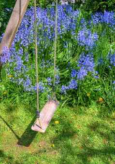 木空摇摆不定的野风信子花日益增长的绿色花园蓝色的花和谐自然宁静的野生植物区系Zen安静的后院挂座位和平的地方
