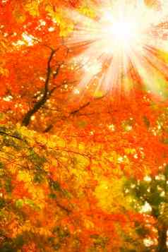特写镜头视图秋天橙色山毛榉树叶子太阳镜头耀斑远程森林农村瑞典森林干纹理树叶宁静隐蔽的草地自然环境