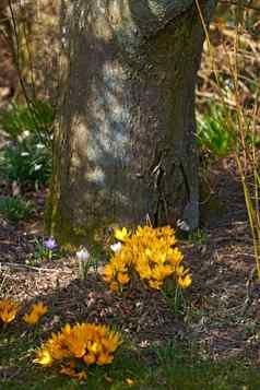 特写镜头野生番红花属日益增长的树绿色郁郁葱葱的场森林变焦细节软黄色的花和谐自然宁静的野生花朵Zen安静的森林