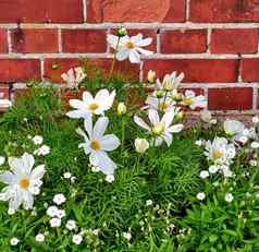 特写镜头新鲜的雏菊日益增长的红色的砖墙花园群白色花添加美自然和平气氛在户外花园选花朵Zen后院