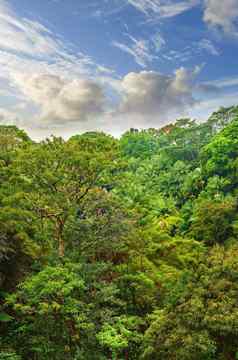 Copyspace景观视图热带雨林多云的蓝色的天空夏威夷探索野生动物远程热带丛林假期假期郁郁葱葱的树灌木妈妈。自然夏天
