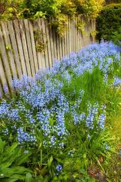 景观视图常见的野风信子花日益增长的开花绿色灌木私人后院隐蔽的首页花园变形细节盛开的蓝色的肯特钟风铃植物开花