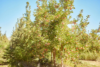 新鲜的红色的苹果日益增长的季节树收获场可持续发展的果园农场阳光明媚的一天<strong>多汁</strong>的有<strong>营养</strong>的有机水果吃日益增长的风景优美的绿色景观