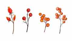 水彩手画插图橙色红色的浆果轮成熟的浆果秋天秋天植物草本植物褪了色的干玫瑰果9月10月感恩节概念艺术