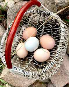 蛋篮子自然环境自然生活