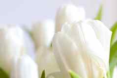 花束白色开花郁金香花瓶背景自然
