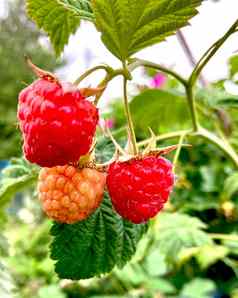 成熟的树莓特写镜头有机食物树莓分支