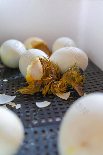 过程孵化鹅鸡蛋孵化器关闭裂纹蛋鸭出生