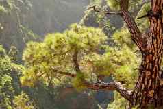 高松森林山前明亮的太阳闪亮的和平风景优美的多山的景观自然充满活力的阳光郁郁葱葱的绿色植物树在户外
