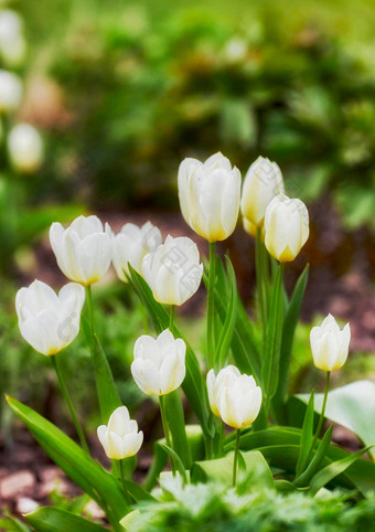 白色郁金香花园美丽的白色郁金香花园早期春天