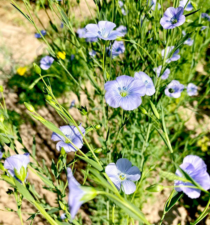 蓝色的亚麻花花园