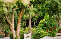美丽的热带花园花树夏天自然园艺
