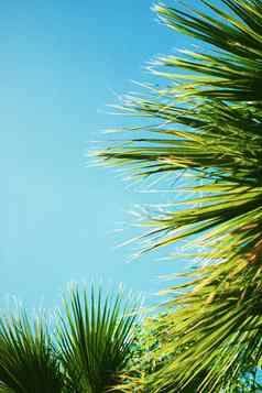 棕榈树叶子天空夏季旅行背景自然