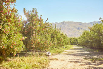新<strong>鲜</strong>的红色的苹果日益增长的树收获场可持续发展的<strong>果园</strong>农场阳光明媚的一天在户外成熟的有机水果培养自然农村景观农村