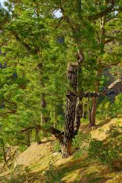 景观松树森林山风景优美的自然树绿色植物灌木野生生态友好的环境山棕榈金丝雀岛屿西班牙
